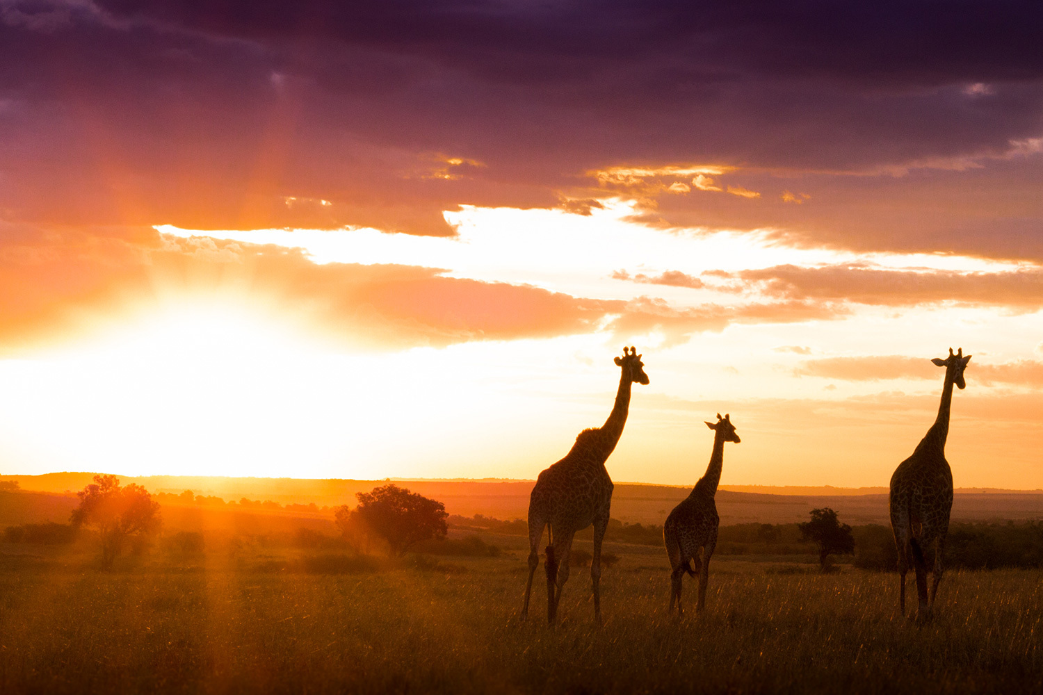 Africa & Safaris