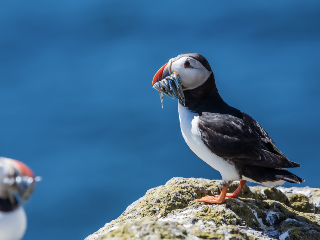 The Best Destinations to See the “Clowns of the Sea”