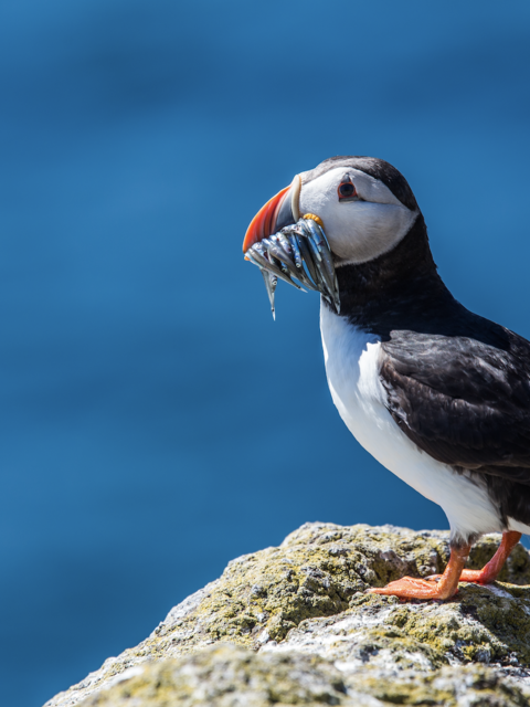 The Best Destinations to See the “Clowns of the Sea”