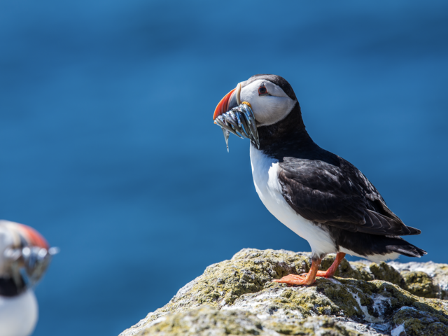 The Best Destinations to See the “Clowns of the Sea”