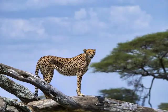 DAY 4: SERENGETI NATIONAL PARK