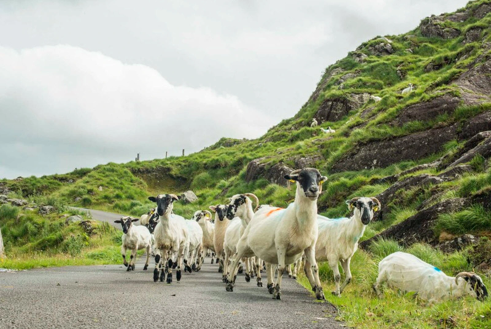 Discover Ireland in June & July 2026 with Exotik Journeys