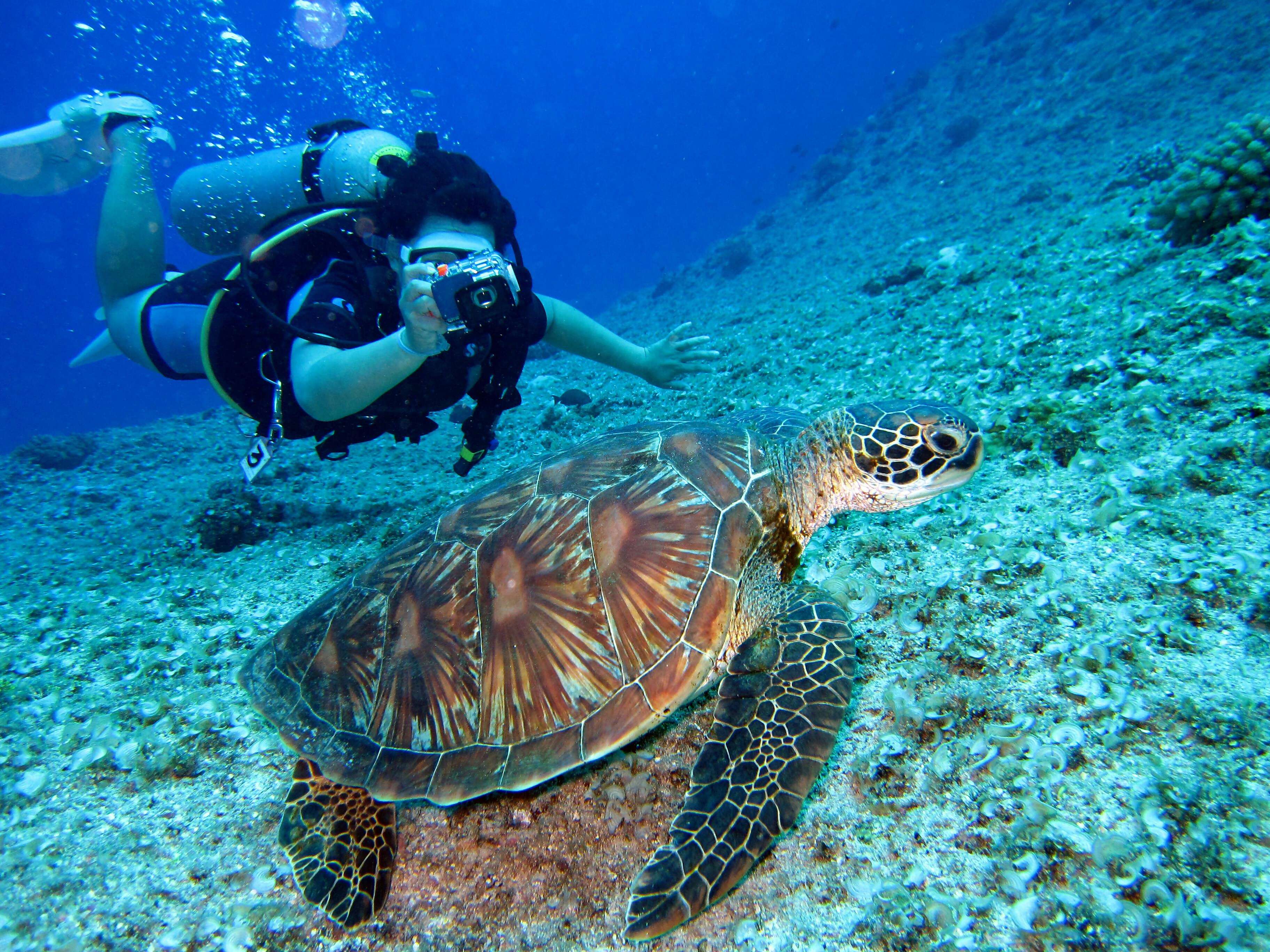 Queensland's Top 10 Adventures: Dive, Bike, Hike, and Explore
