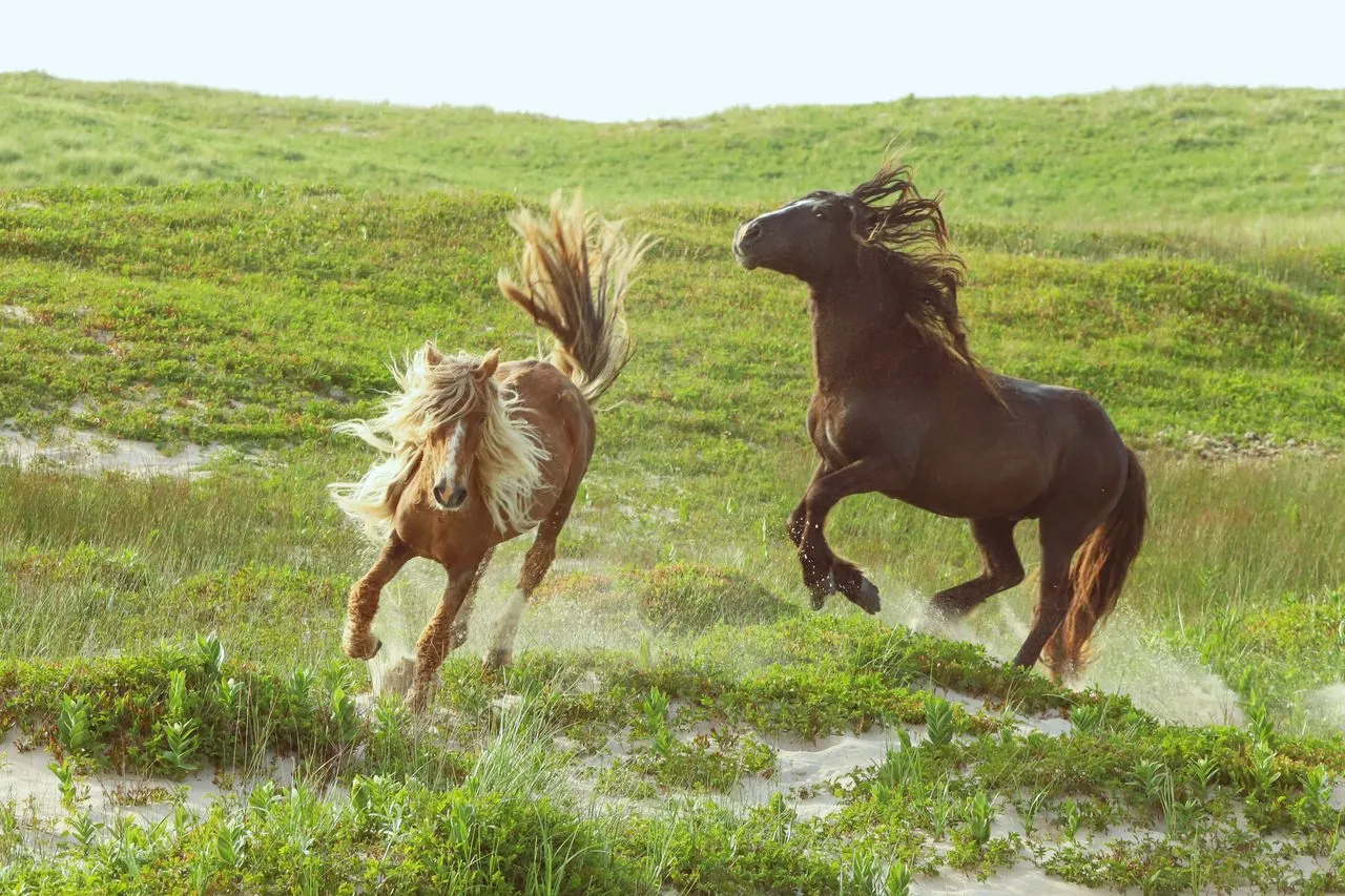 The Wild Horses of Sable Island