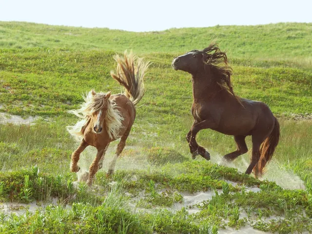 The Wild Horses of Sable Island