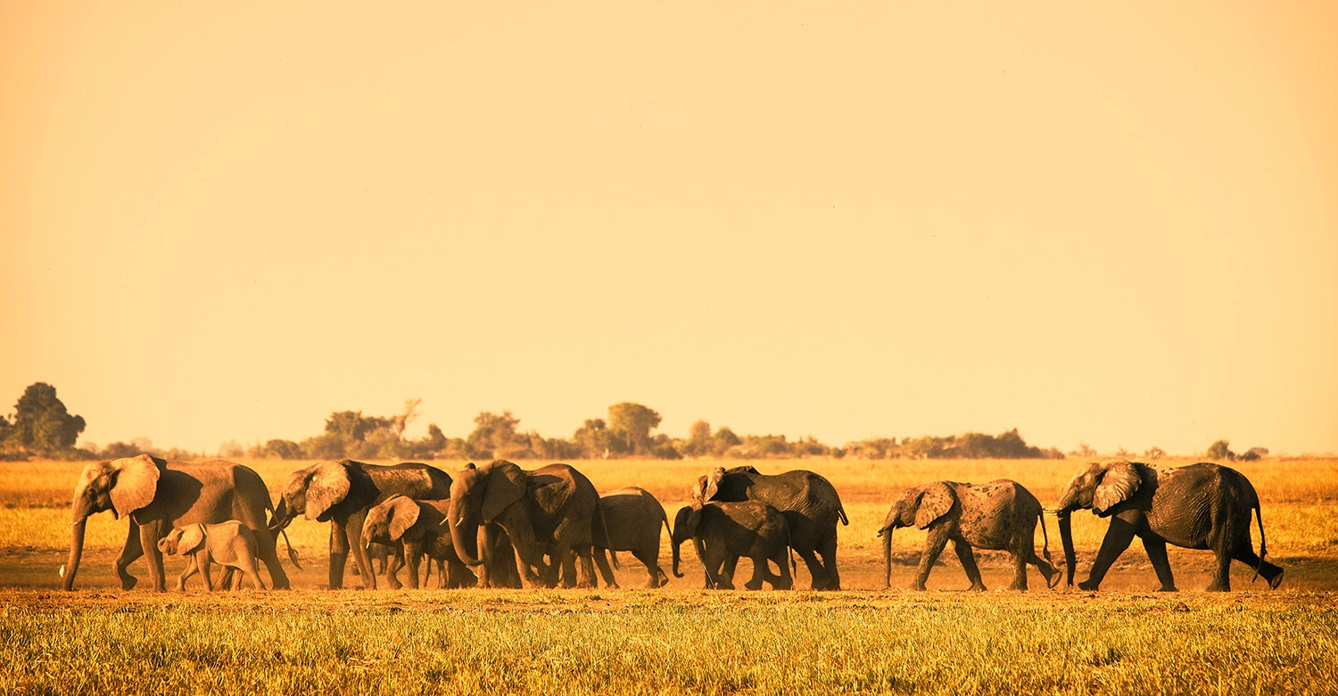 Chobe - Okavango Delta