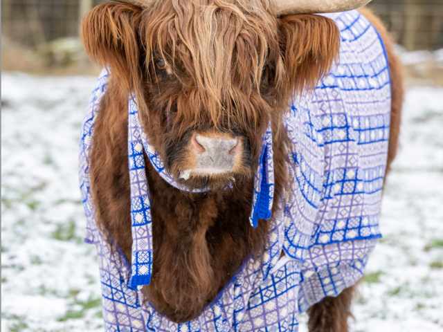 Scotland’s Cool-Weather ‘Coorie’ Culture