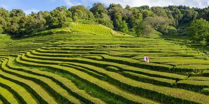 São Miguel Island: The Premier Tea Capital of Europe in the Azores | Azores Getaways