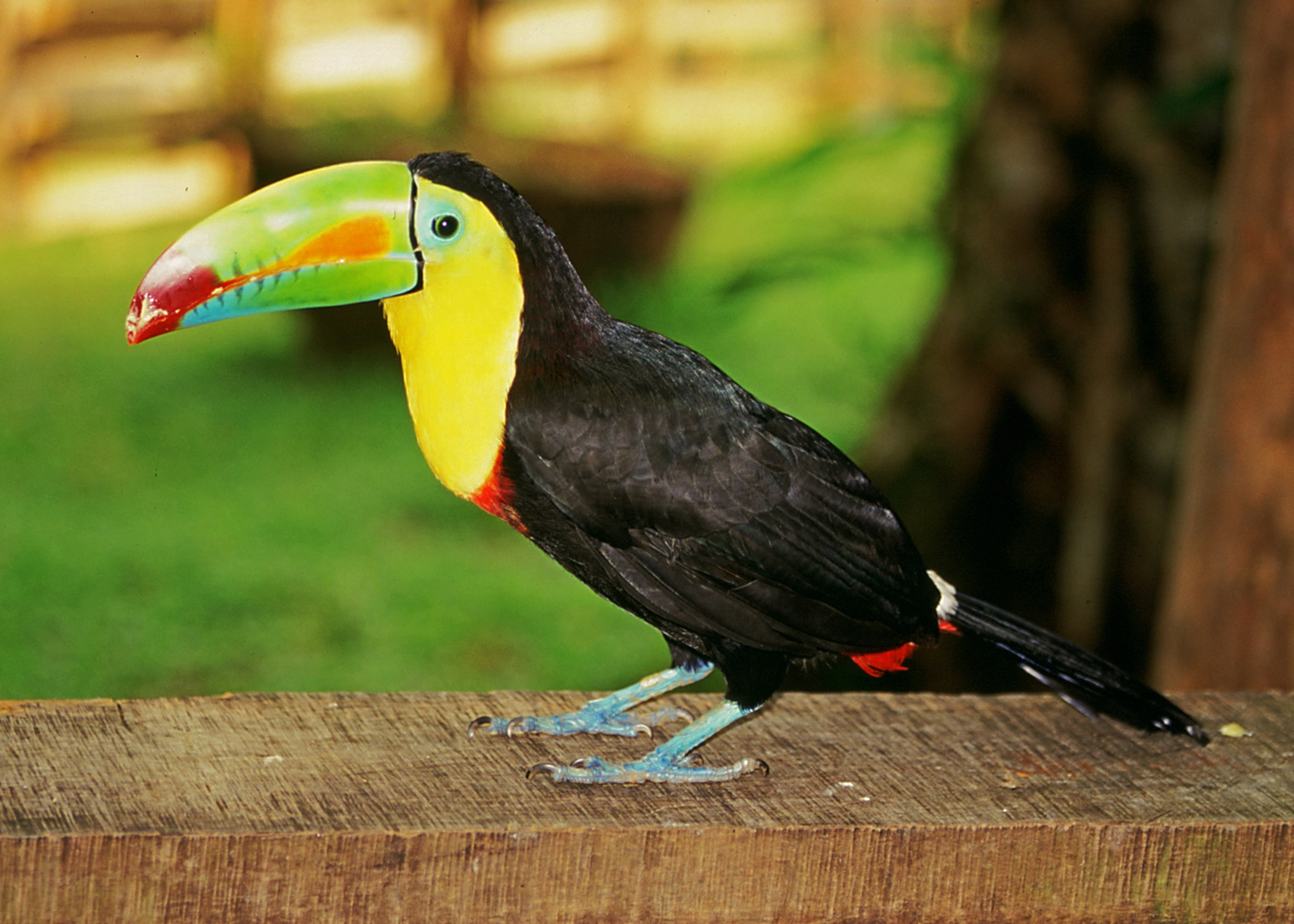 Toucan_CVO_9620.jpg