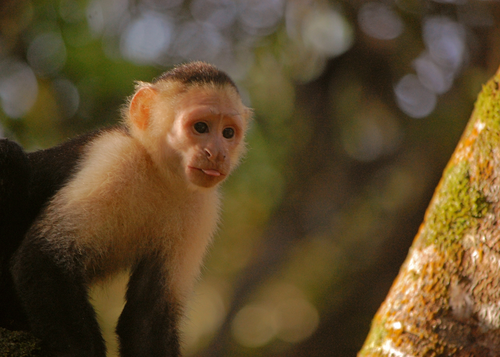 SpiderMonkey_CVO_6468.JPG