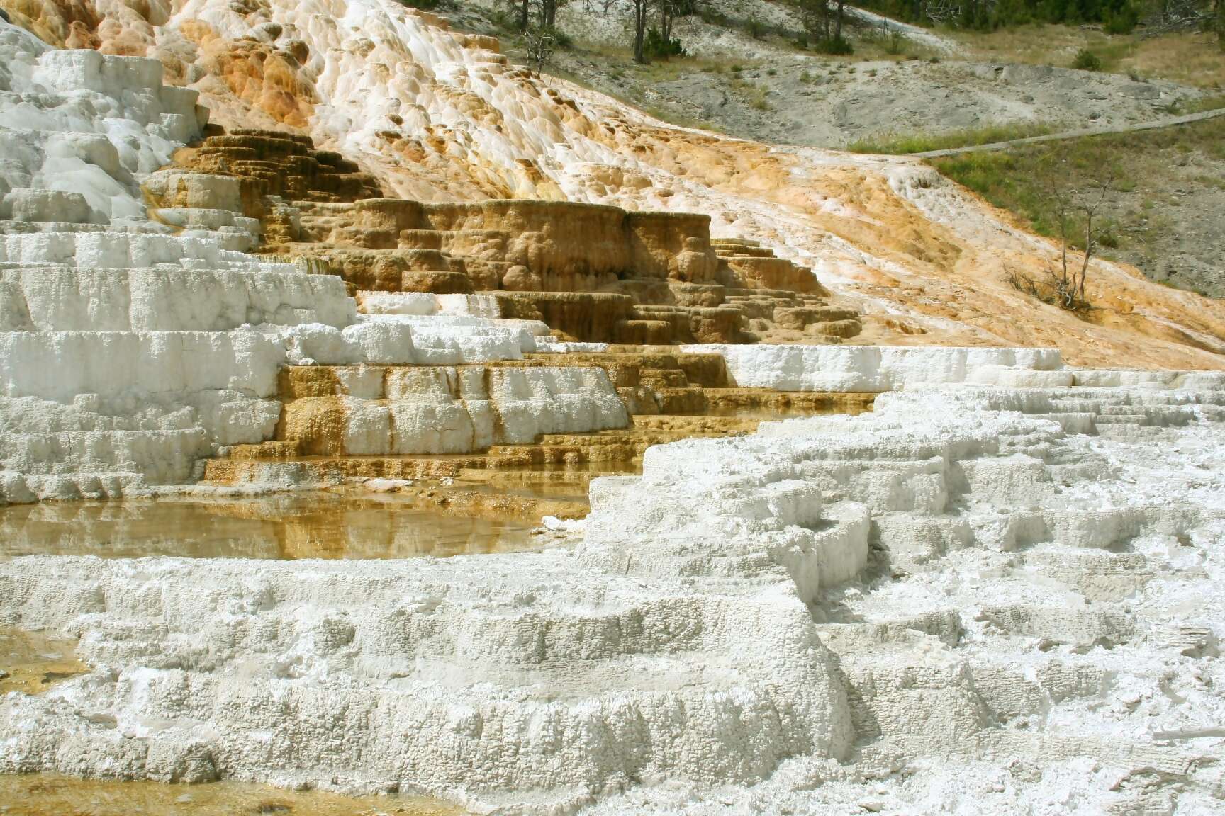 Lovely treasure, Mammoth Hot Springs