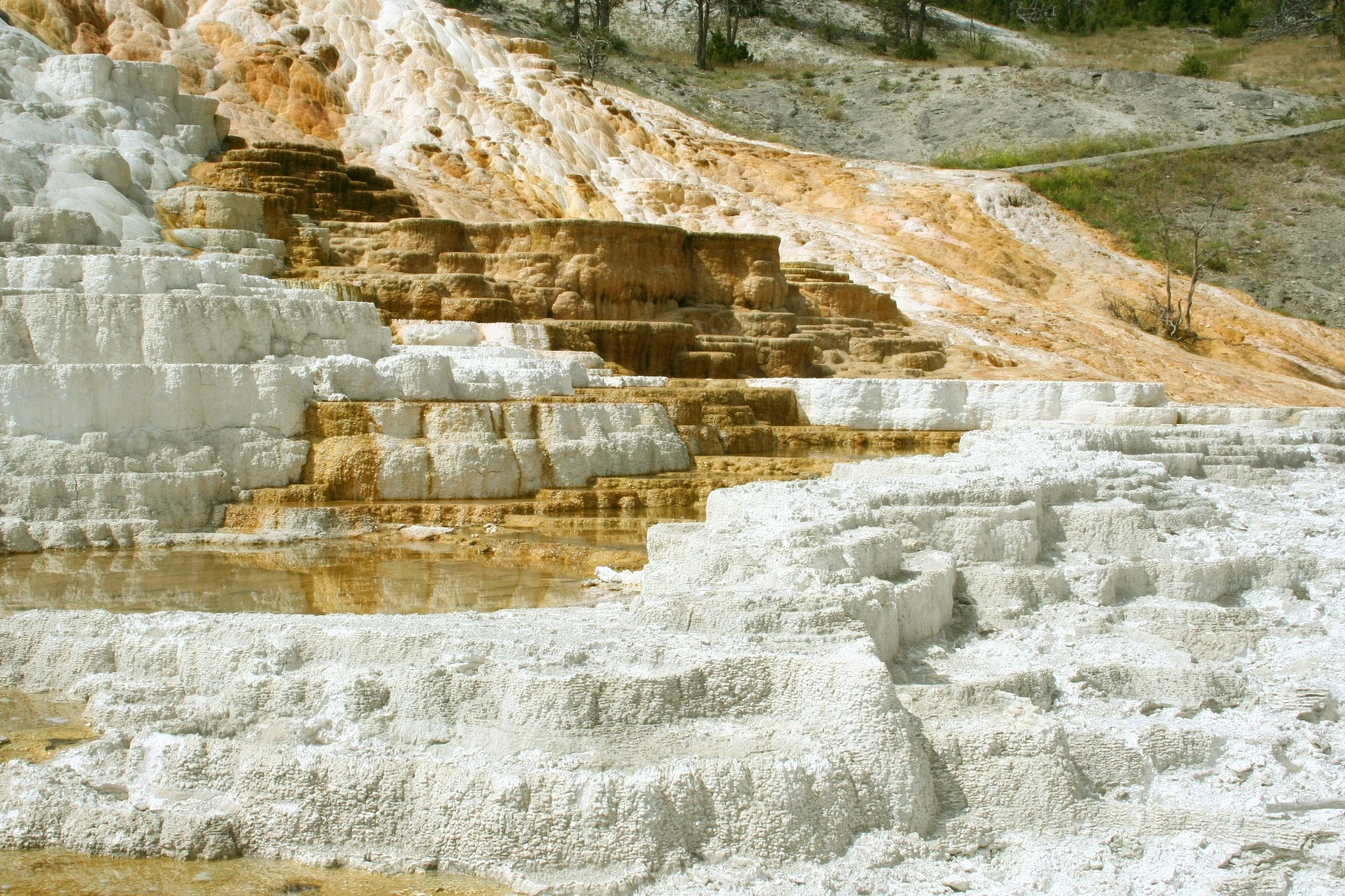 Lovely treasure, Mammoth Hot Springs
