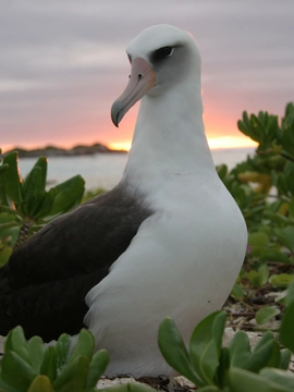 Save the albatross with wildlife artist Bruce Pearson