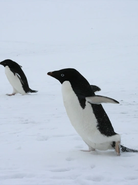 Join The Experts To Study Marine Mammals In Antarctica