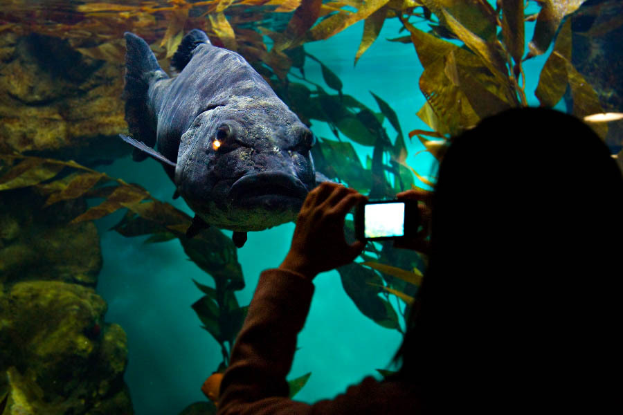 Explore a Museum at Night at California Academy of Sciences Nightlife