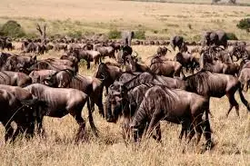 Experience the Greatest Animal Show on Earth in Tanzania