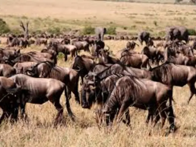 Experience the Greatest Animal Show on Earth in Tanzania