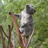 Enjoy a Sydney Blue Mountains Nature and Wildlife Day Tour