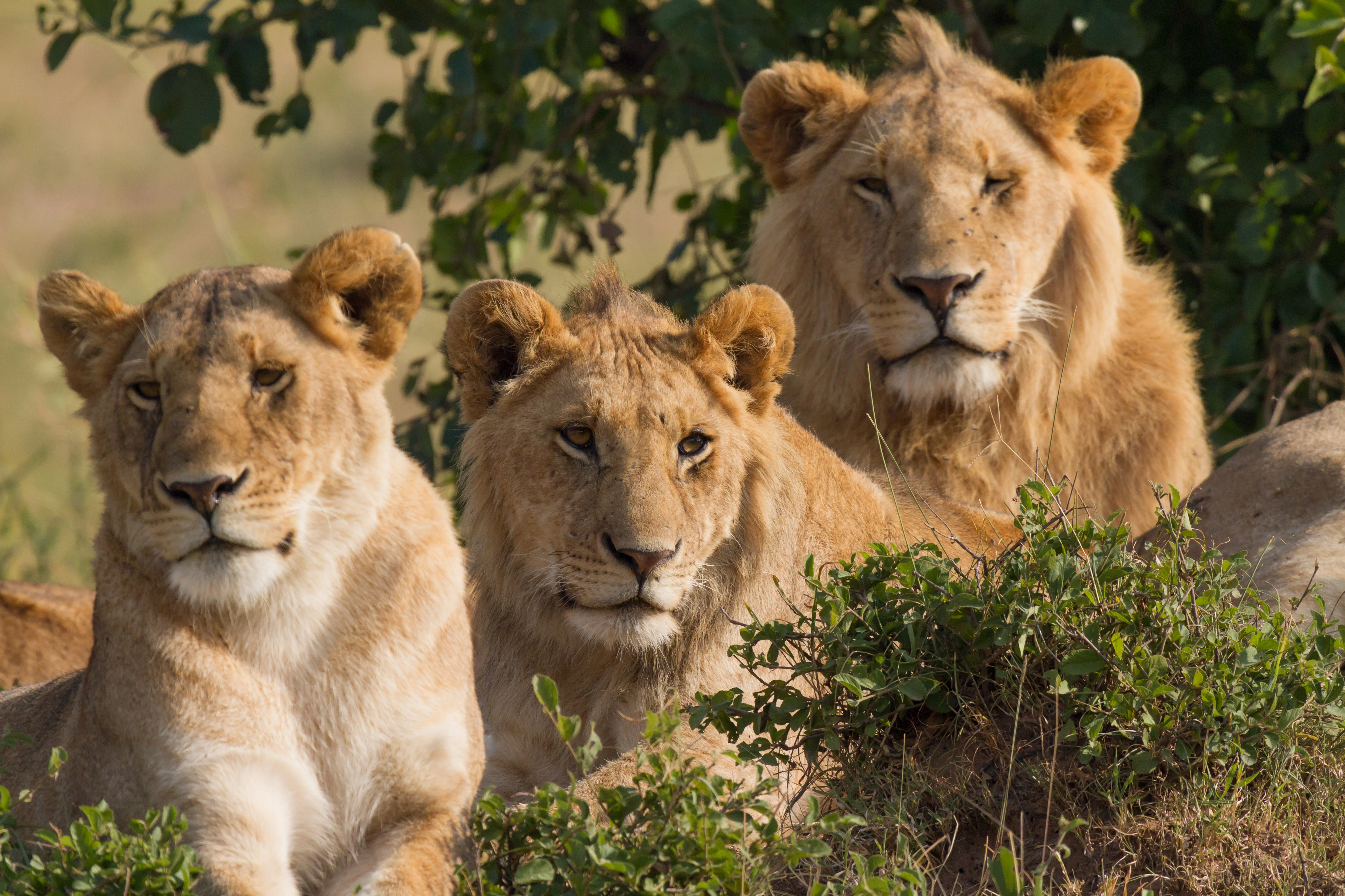Experience some African Culture at Ol-donyo Sabuk National Park in Kenya