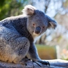 Explore the wildlife of southwestern Australia