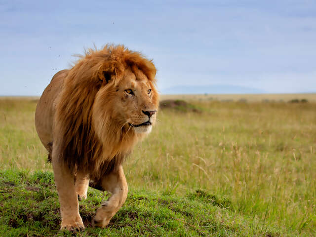 What's a Safari like in Kenya?