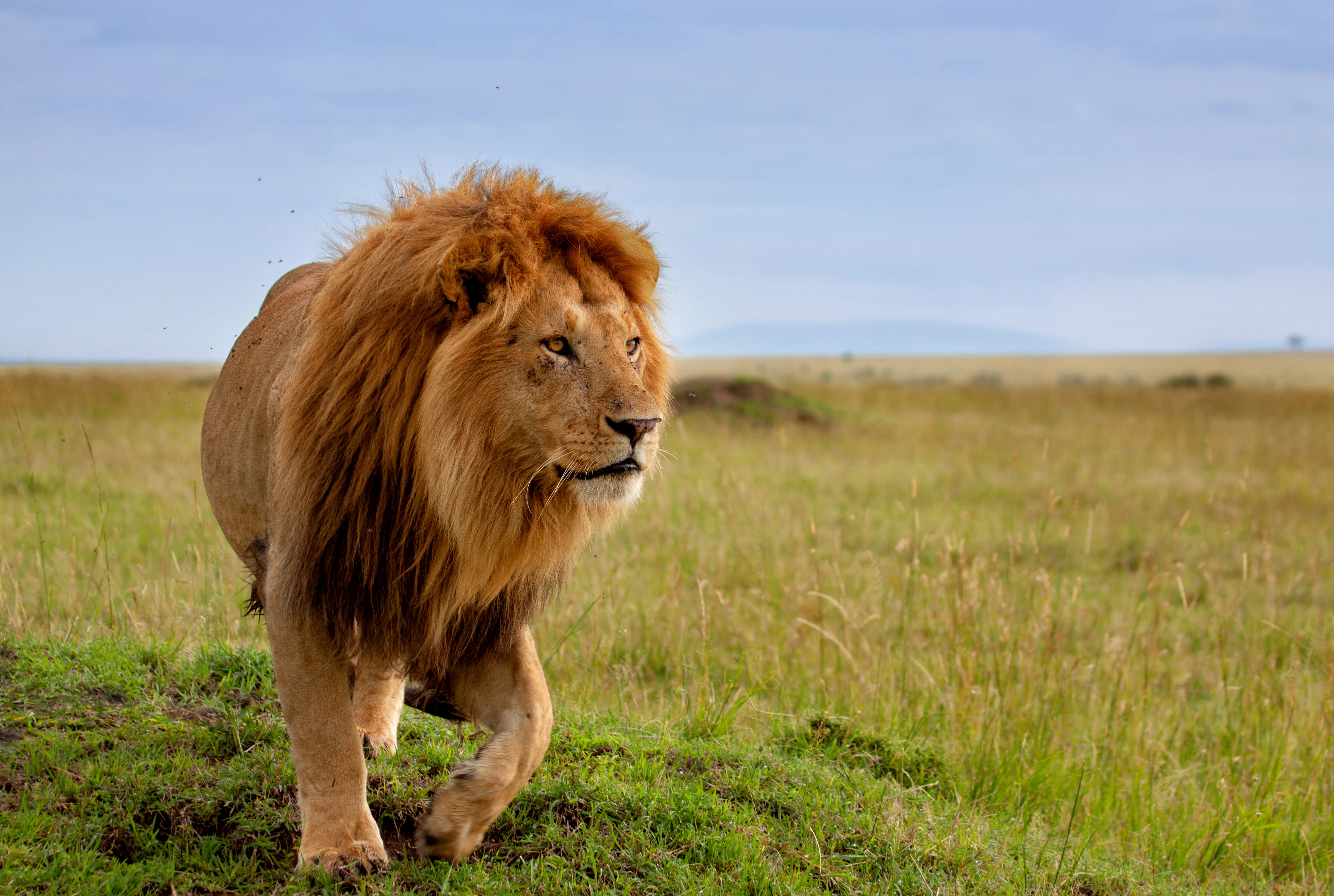 What's a Safari like in Kenya?