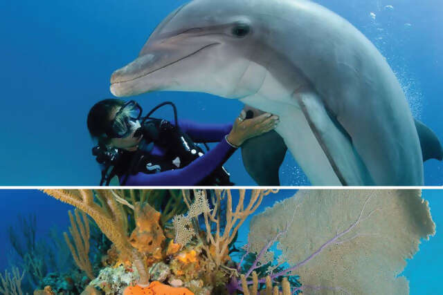Dive the Bahamas