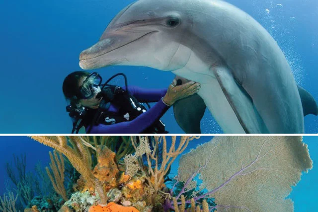 Dive the Bahamas
