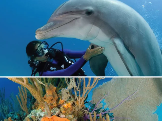Dive the Bahamas