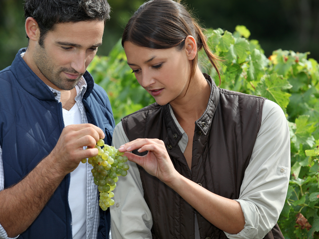 5 must visit wineries in the Napa Valley