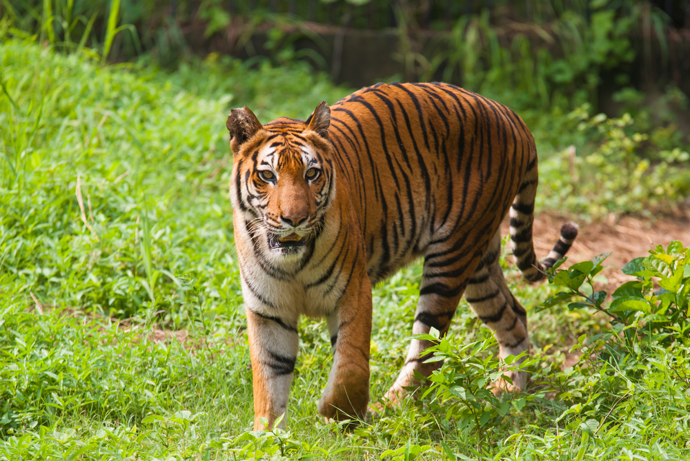 Sundarbans National Park