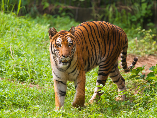 Sundarbans National Park