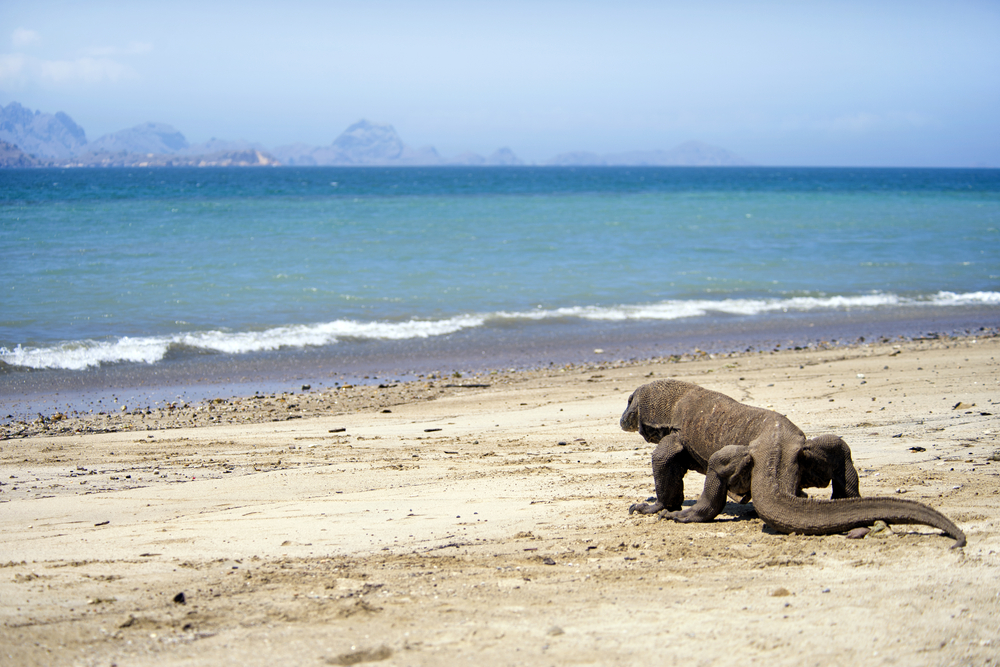 Komodo National Park