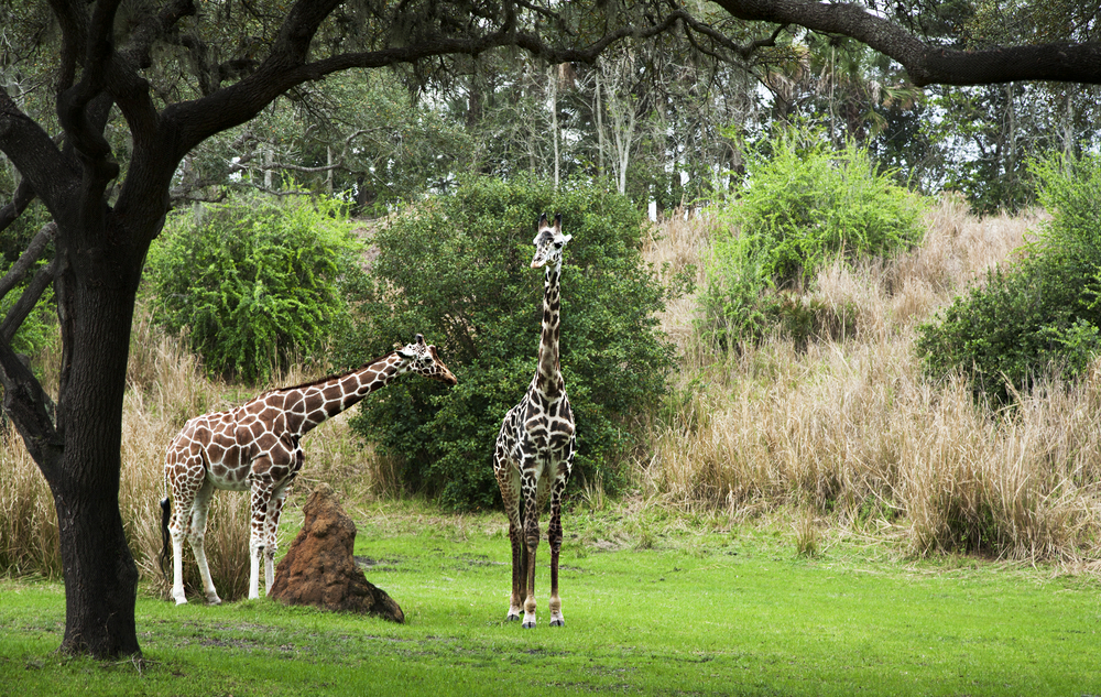 Disney's Animal Kingdom Lodge, Buena Vista