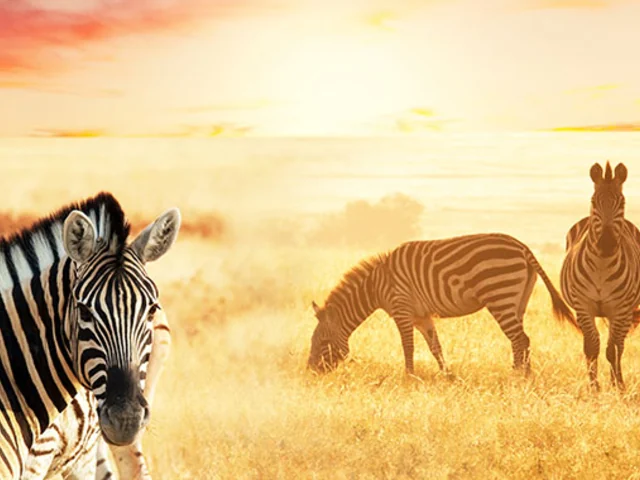 The Plains of Africa