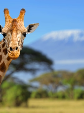 Kenya