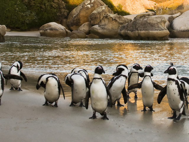 Tauck tours and BBC World Epic South Africa family adventure