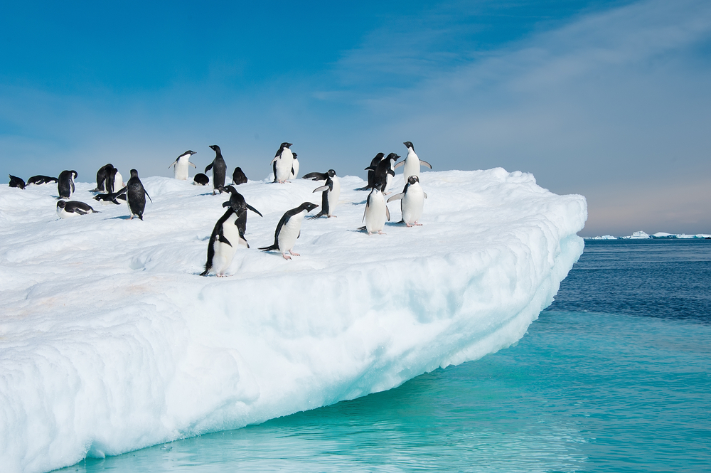 Expedition Cruising