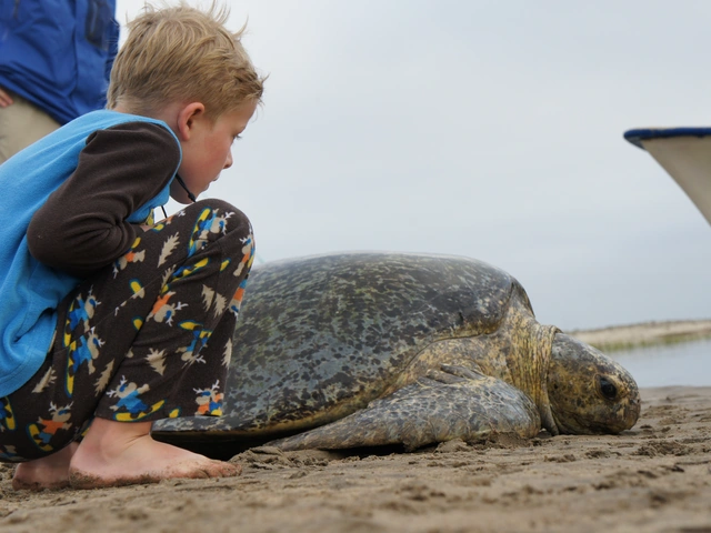 Gray Whale and Sea Turtle Adventure