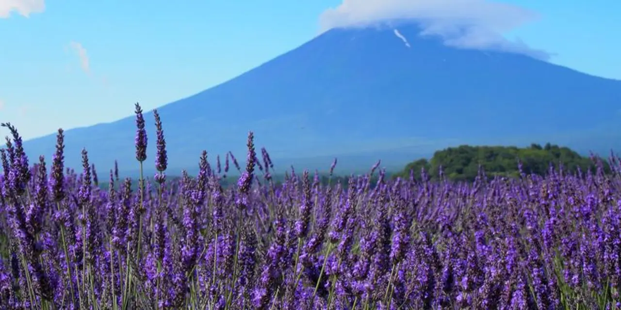 Lattitude Experience - 14 days - Japan