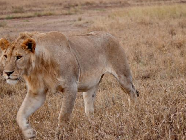 Lattifude Experience - Malawi  - 20 days