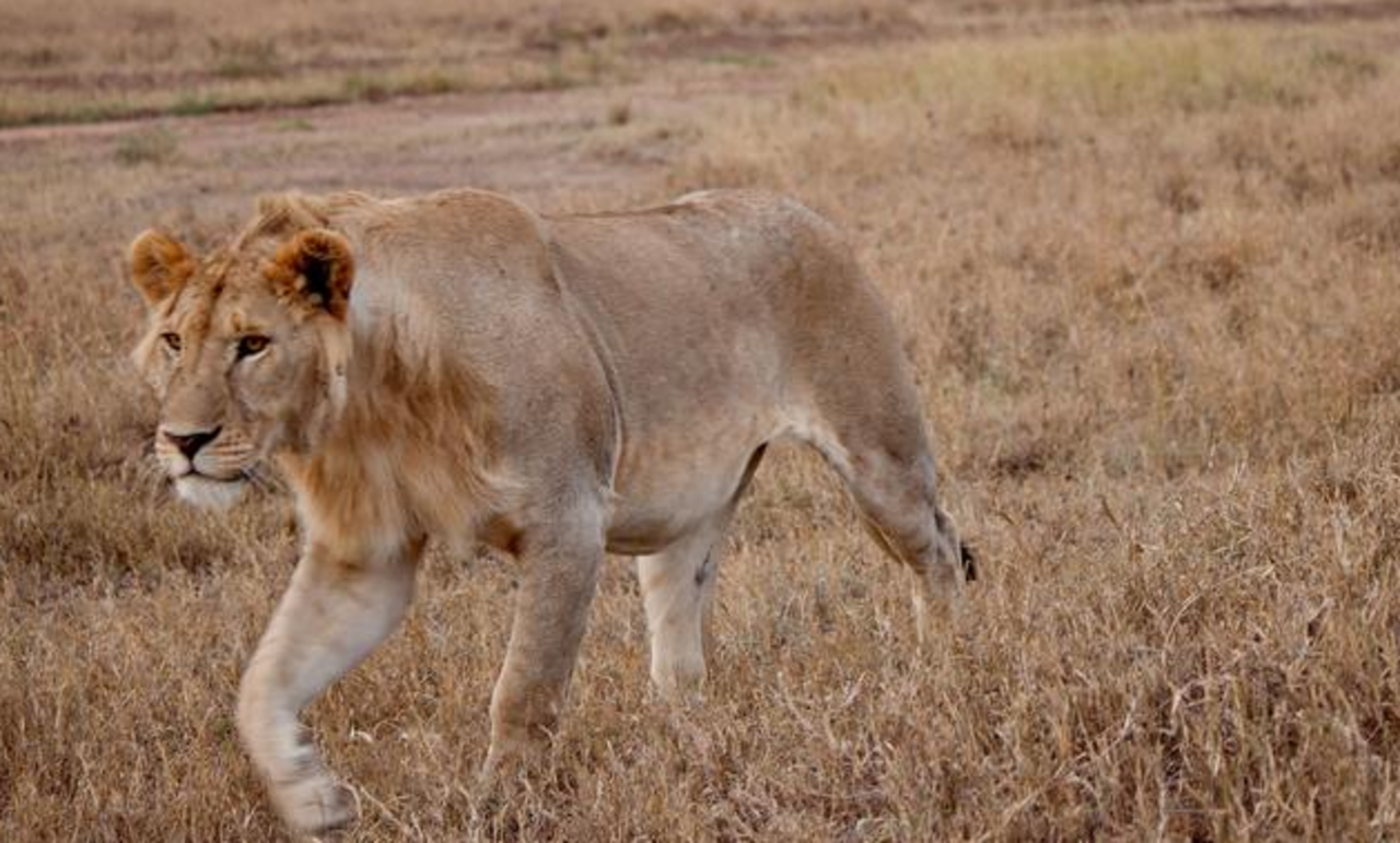 Lattifude Experience - Malawi  - 20 days