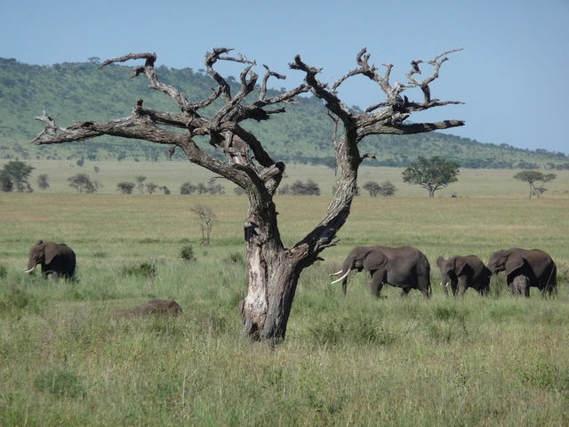 Tanzania: The Serengeti & Beyond with Globus
