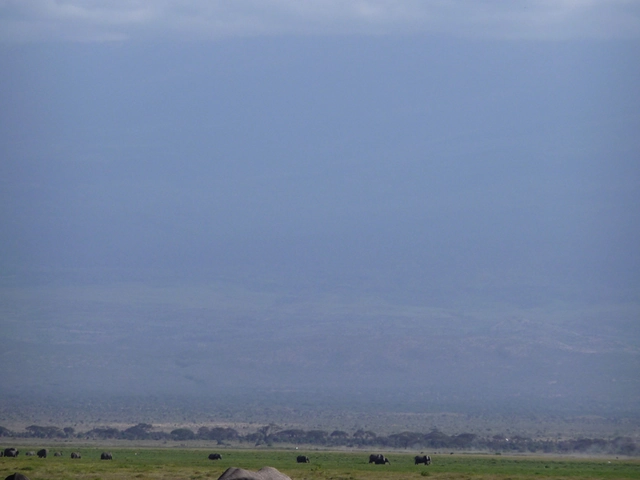 East Africa: In Search of the Big Five