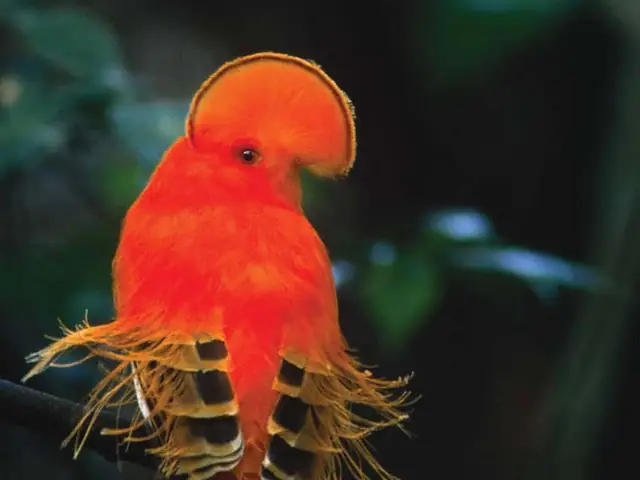 Birding Tours Self Assessment Checklist