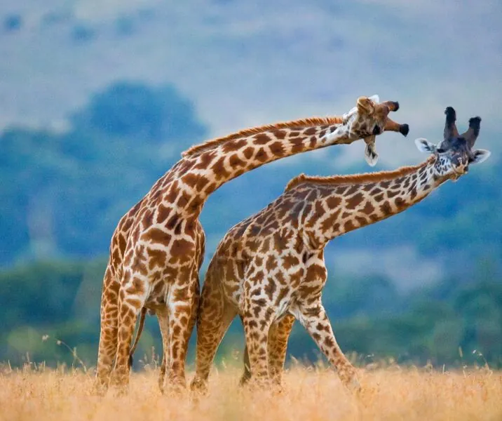 Giraffe Manor, one of the most impressive hotels in Nairobi, Kenya