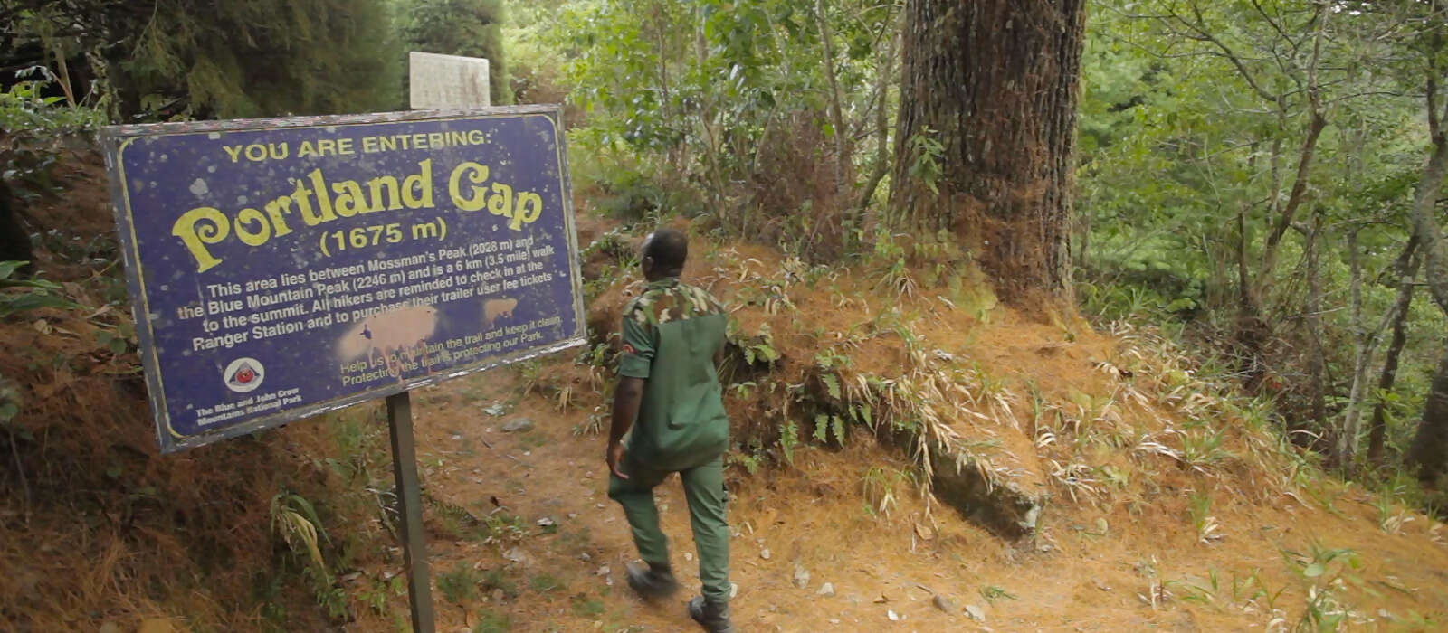 Explore the John Crow Blue Mountains