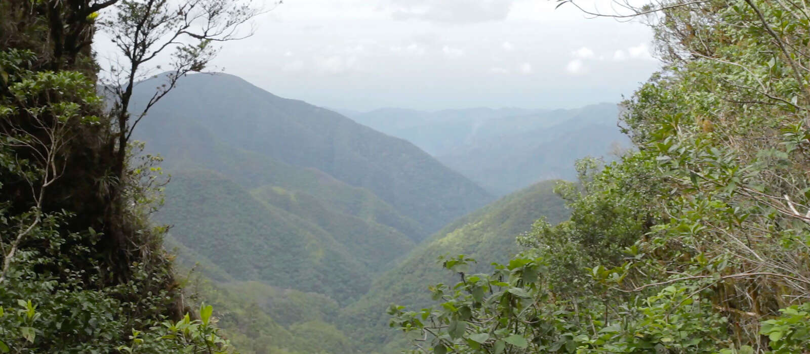 Explore the John Crow Blue Mountains