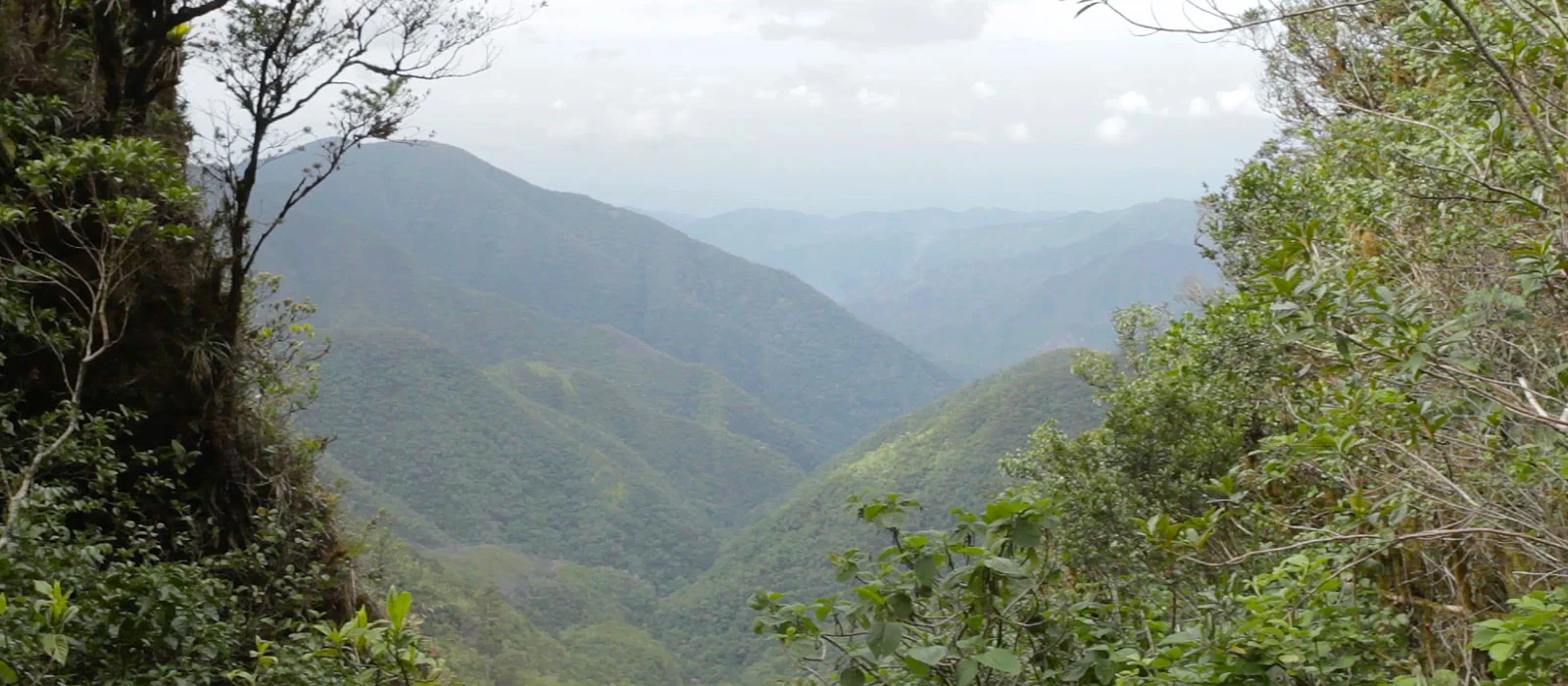 Explore the John Crow Blue Mountains