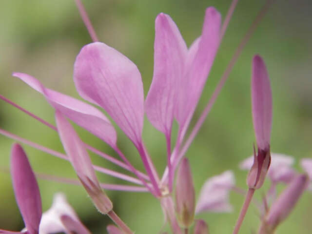 NATURE IN BLOOM